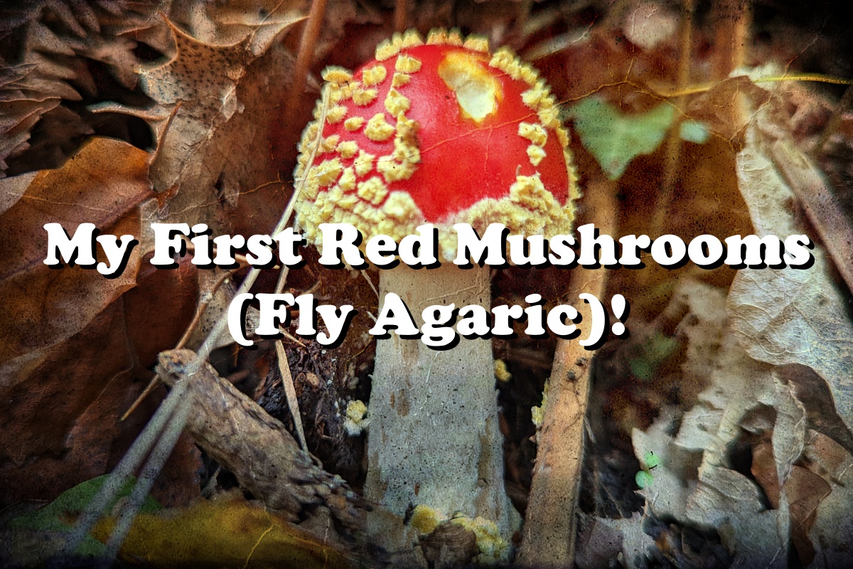 My First Red Mushrooms (Fly Agaric)!