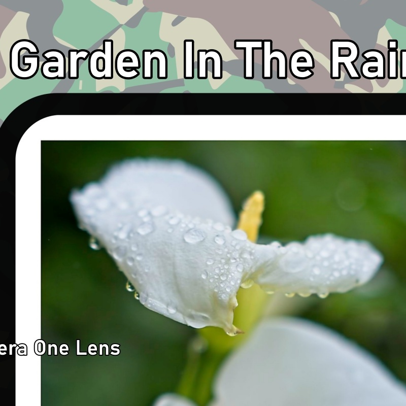 The Garden In The Rain